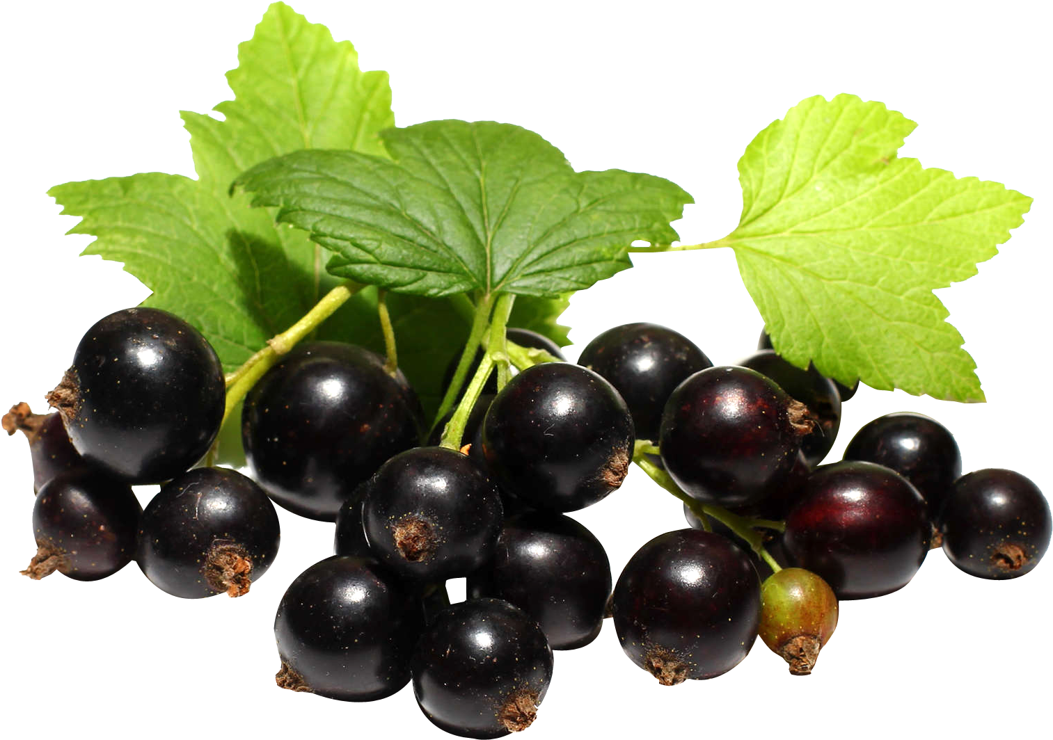 Fresh Blackcurrantswith Leaves PNG image