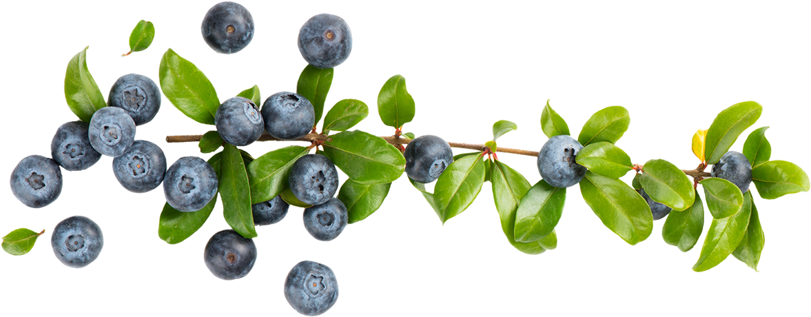 Fresh Blueberrieson Branch PNG image