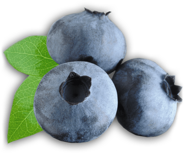Fresh Blueberrieswith Leaf PNG image