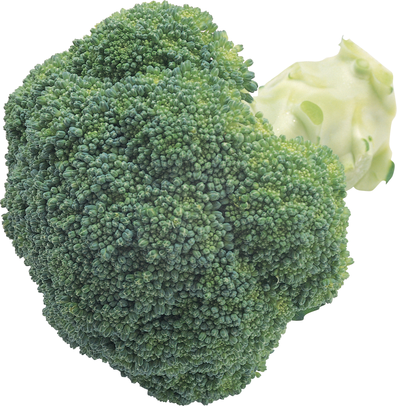 Fresh Broccoli Closeup.png PNG image