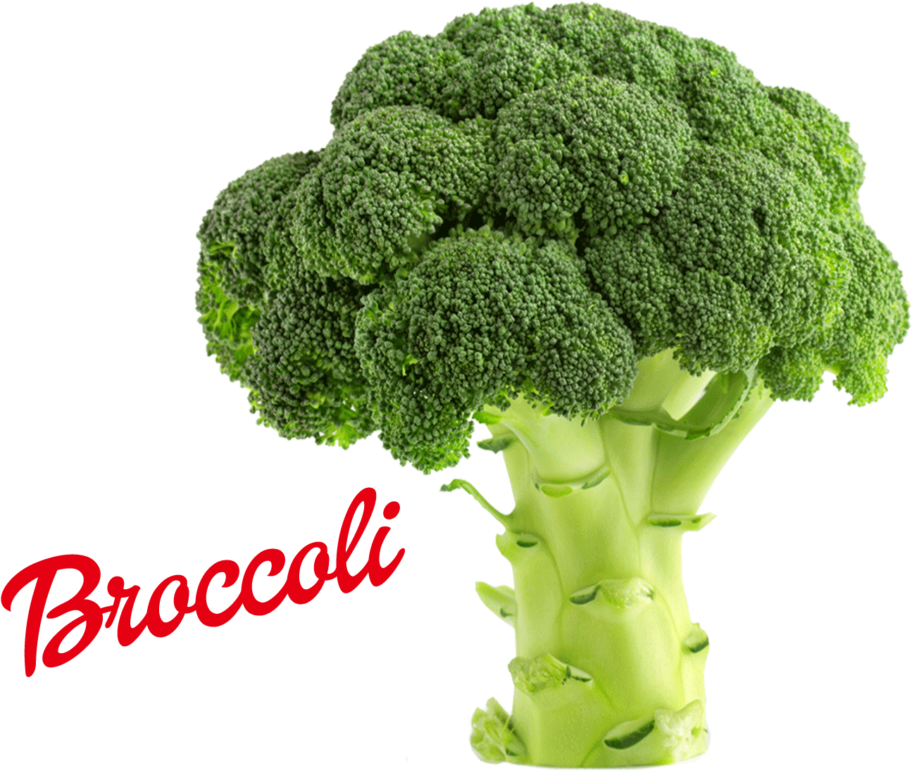 Fresh Broccoli Isolated PNG image