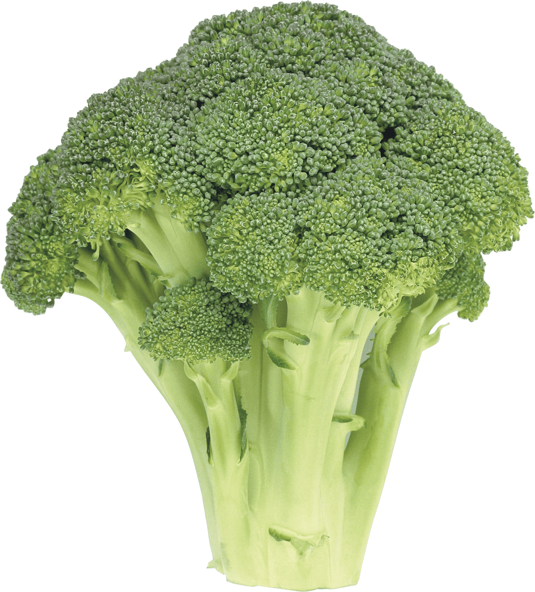 Fresh Broccoli Isolated PNG image