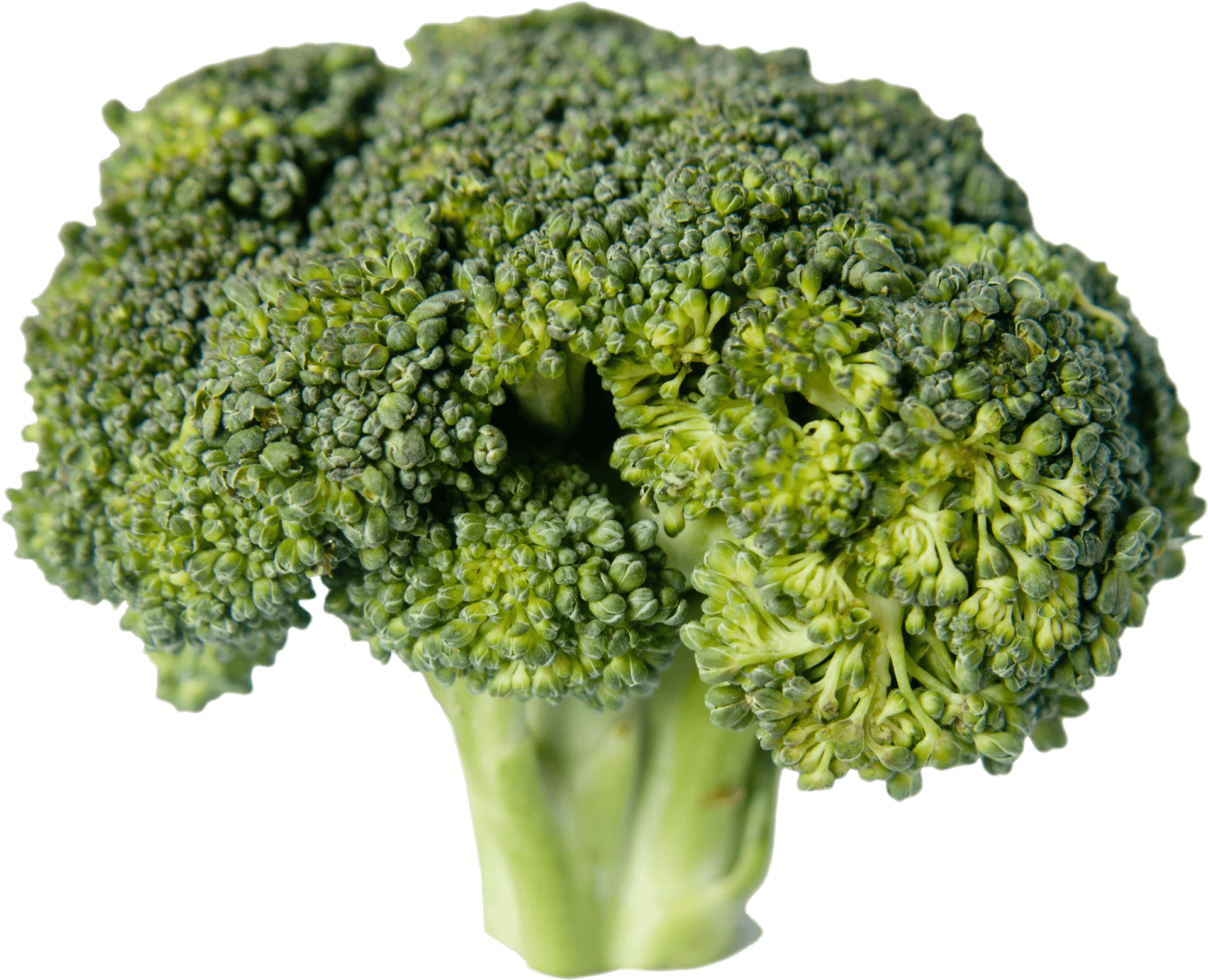 Fresh Broccoli Isolatedon Transparent Background PNG image