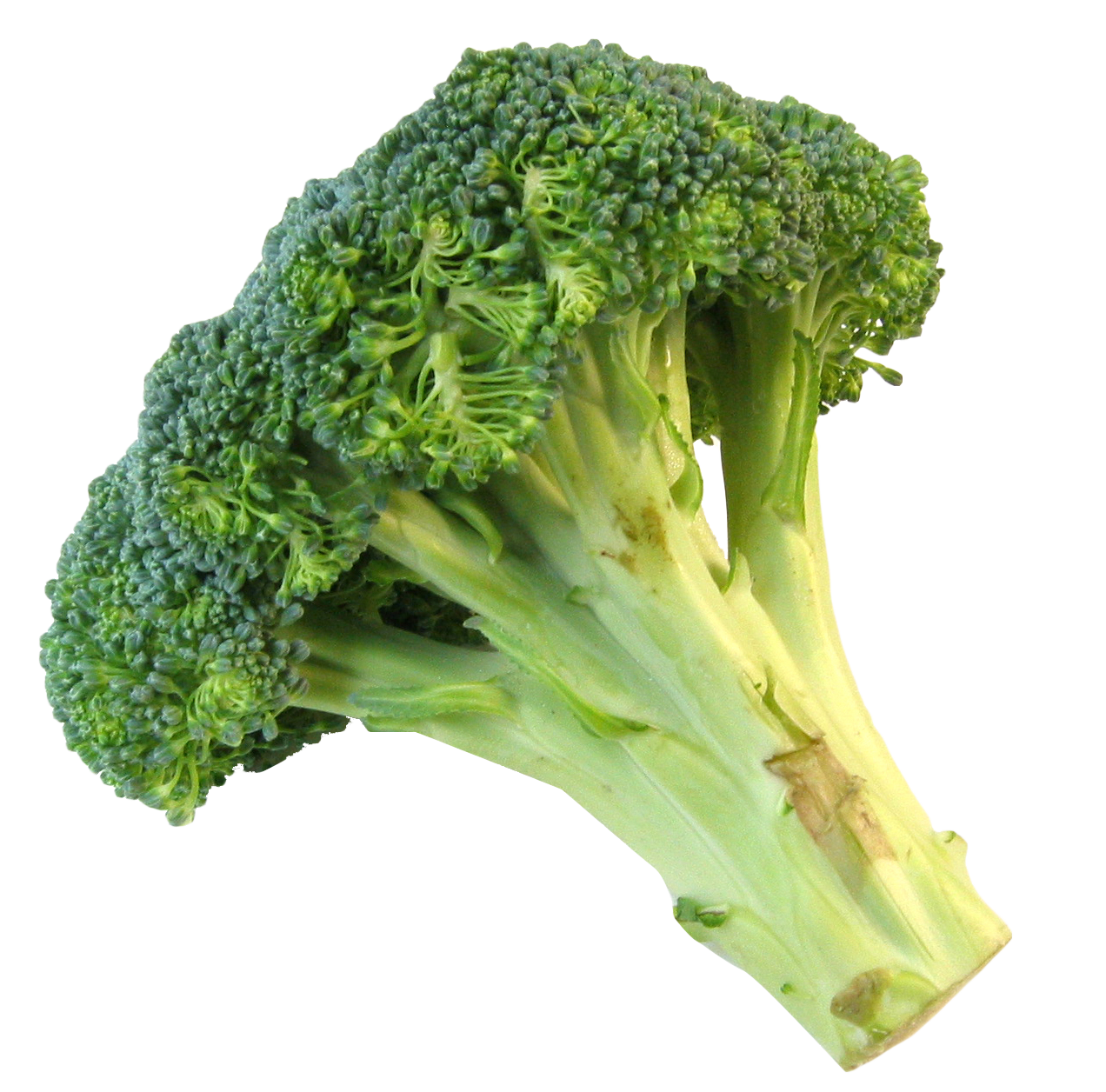 Fresh Broccoli Stalk PNG image