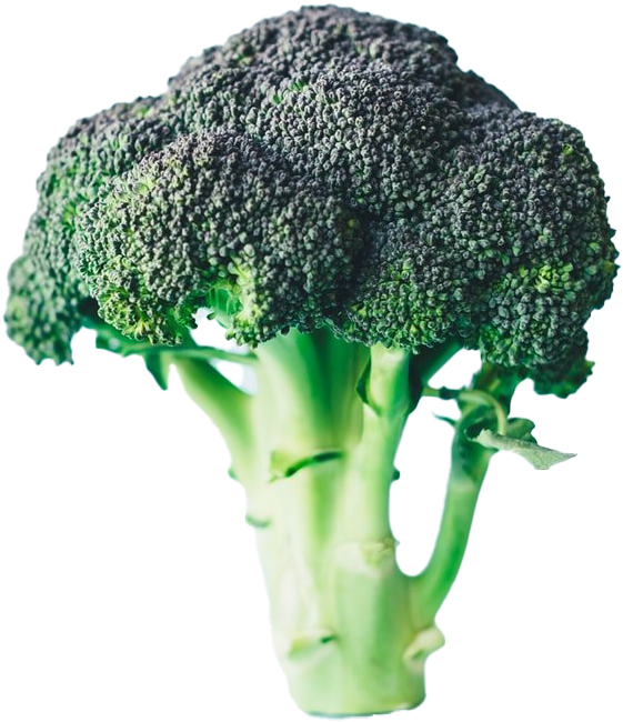 Fresh Broccoli Stalk Isolated PNG image