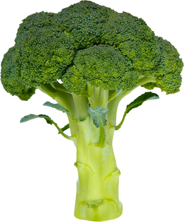 Fresh Broccoli Stalk Isolated PNG image