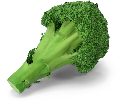 Fresh Broccoli Stalk PNG image