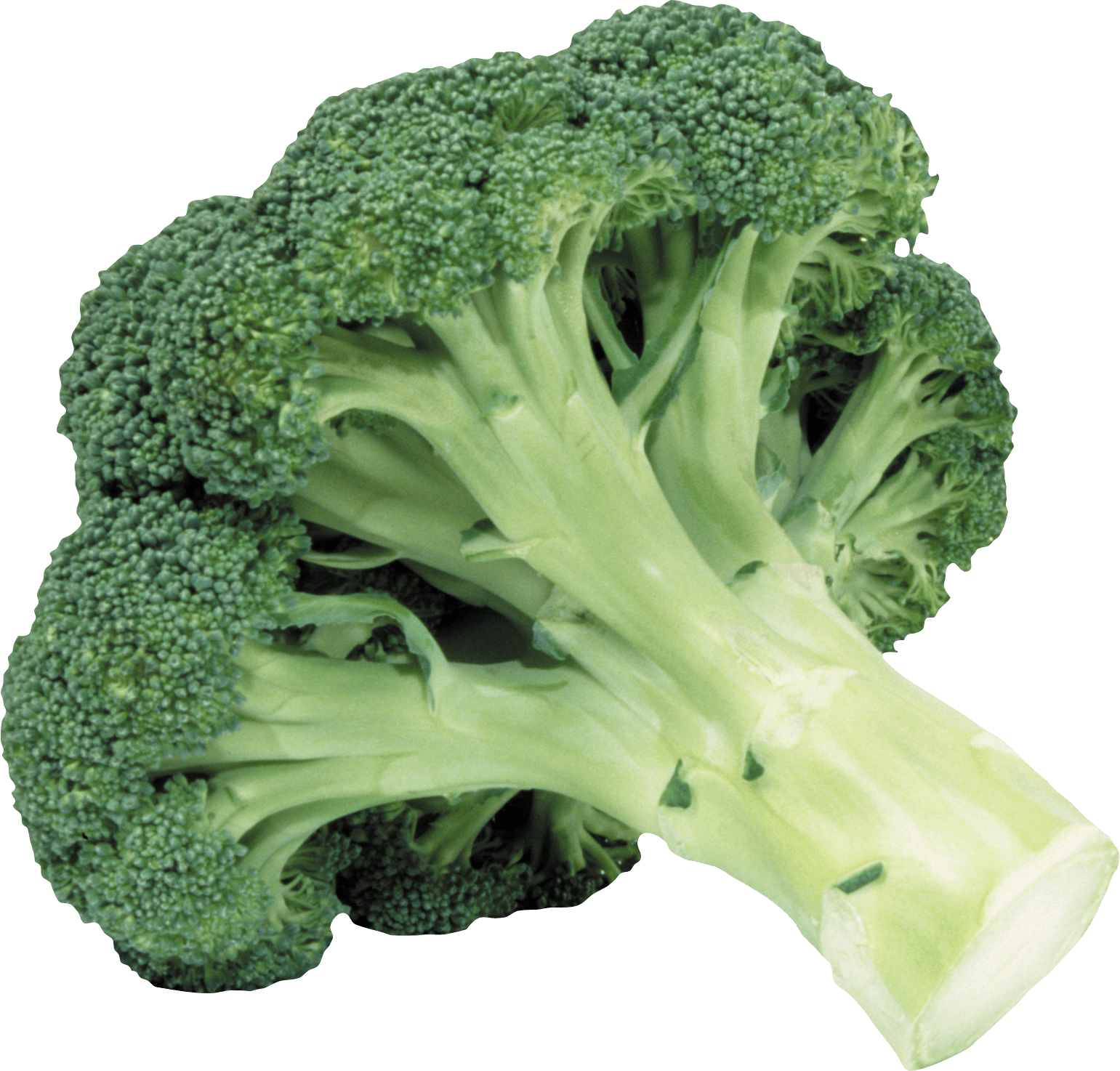 Fresh Broccoli Stalk PNG image