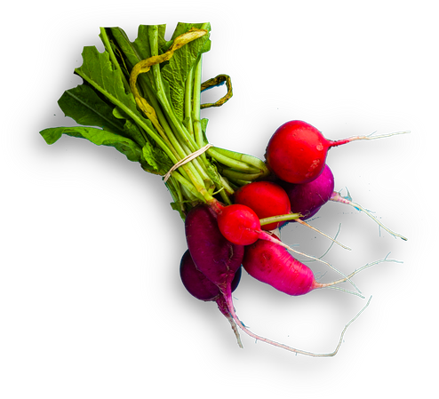 Fresh Bunchof Radishes PNG image