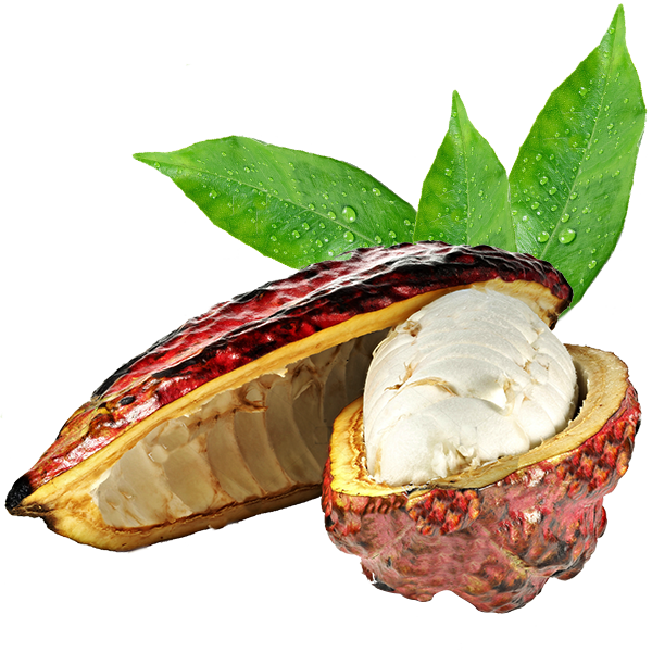 Fresh Cacao Pod With Leaves PNG image