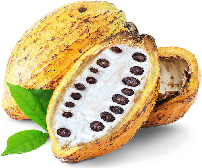 Fresh Cacao Podswith Beans.png PNG image