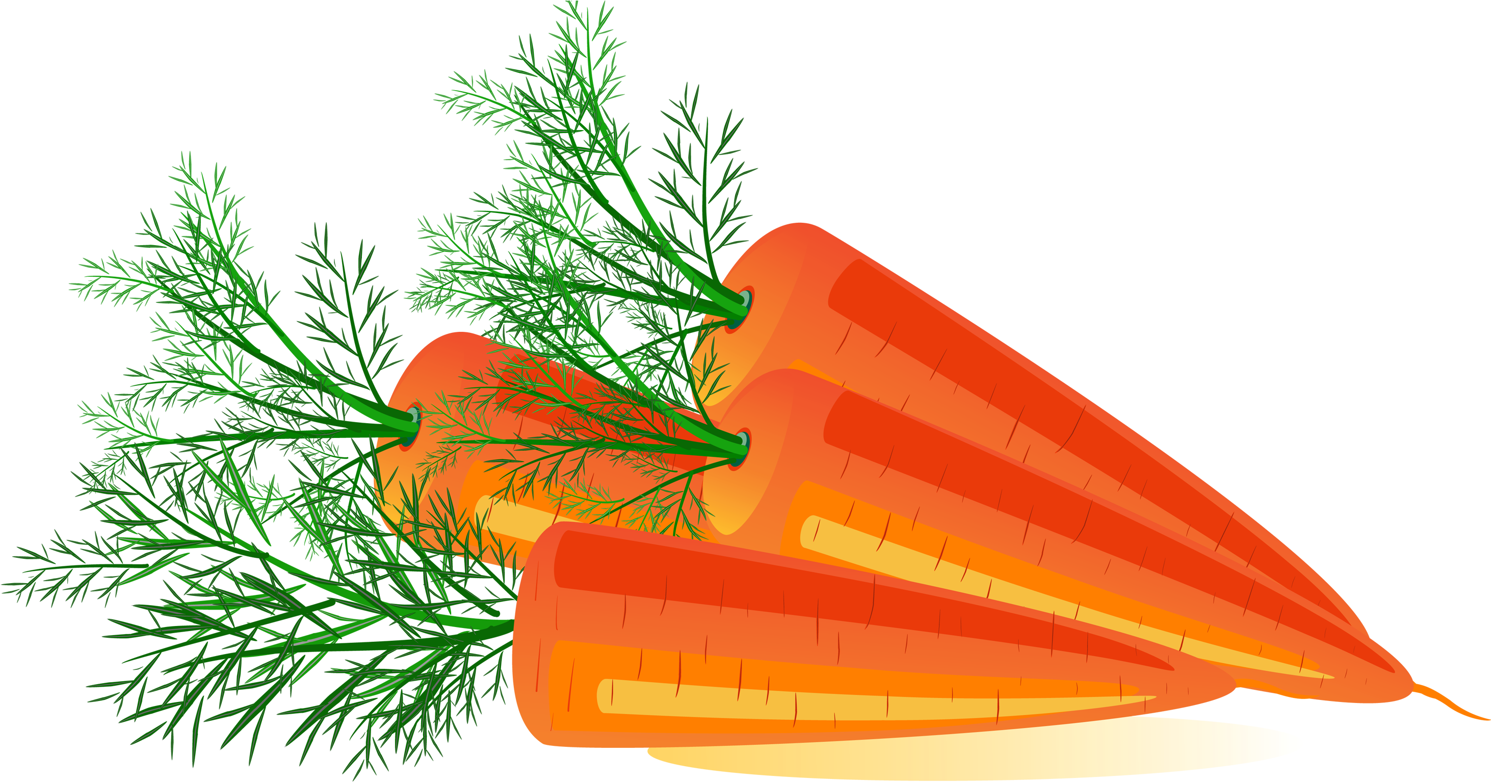 Fresh Carrot Slices Illustration PNG image