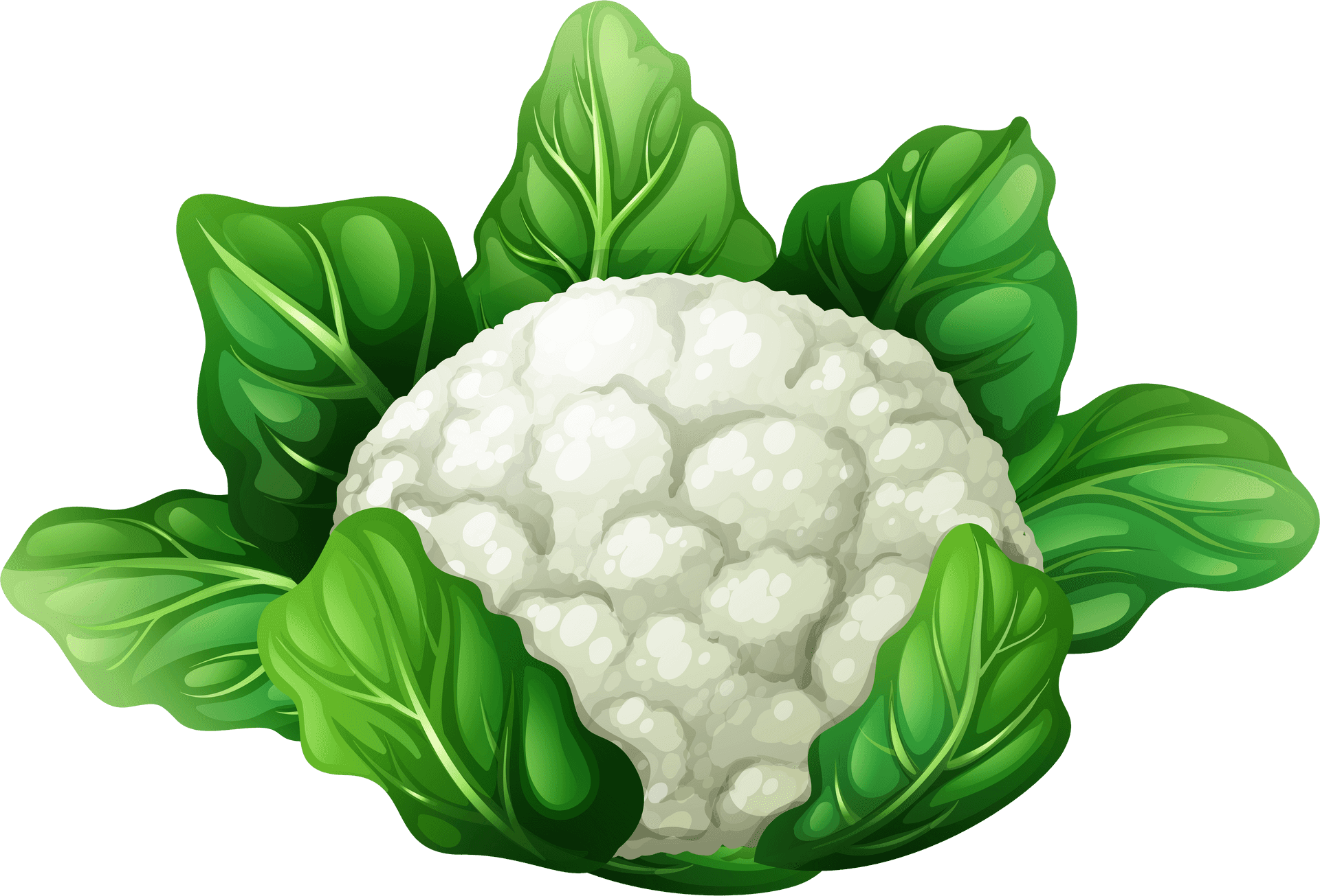 Fresh Cauliflower Illustration PNG image