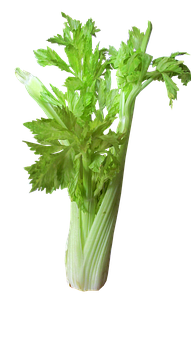 Fresh Celery Bunch Black Background PNG image