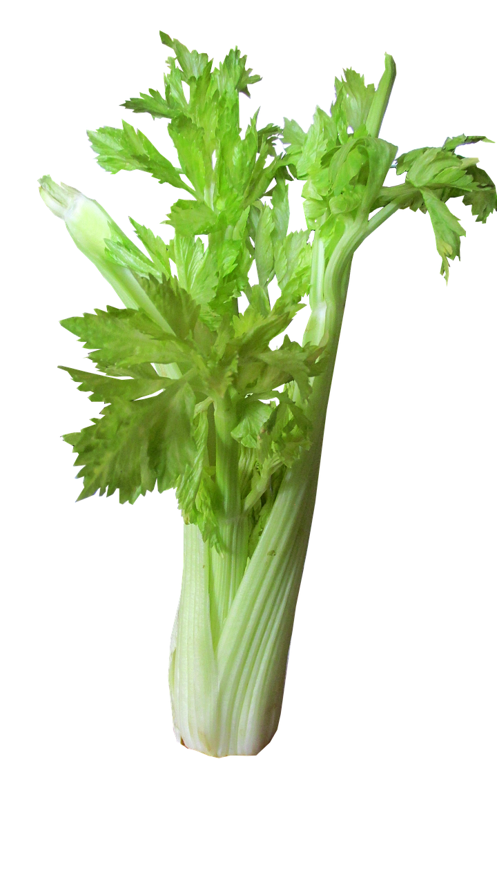 Fresh Celery Bunch Isolated PNG image