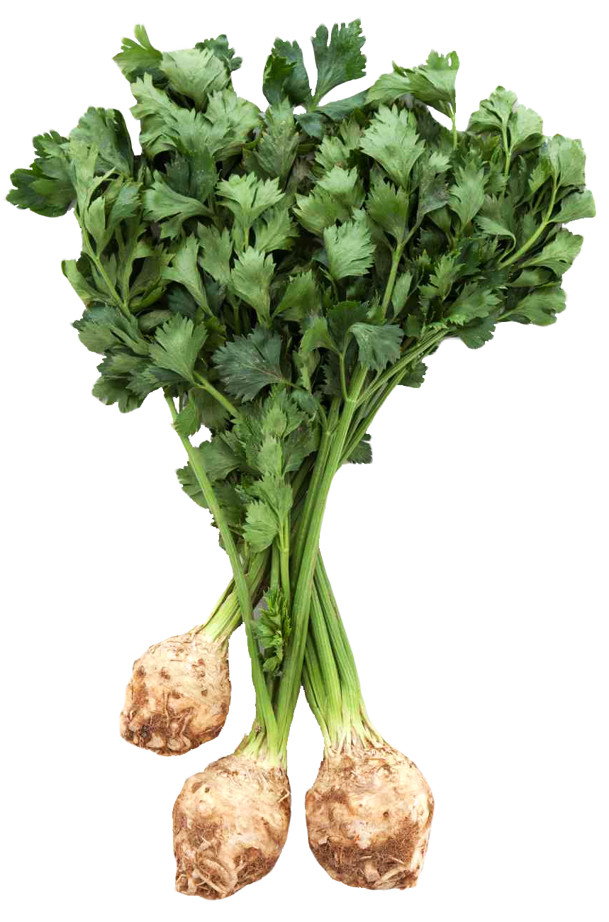 Fresh Celery Root Bunch PNG image