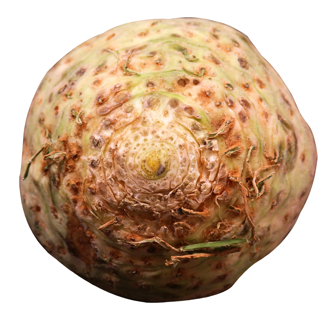 Fresh Celery Root Texture PNG image