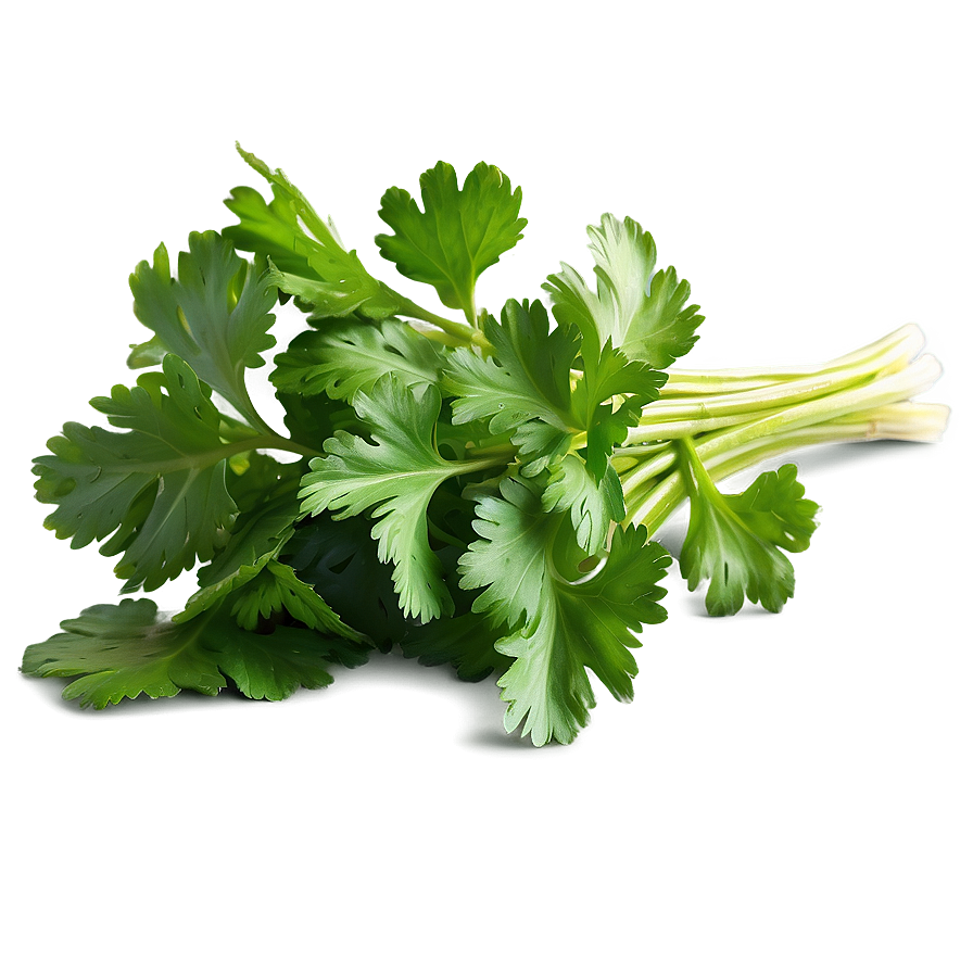 Fresh Cilantro Png Fdj PNG image