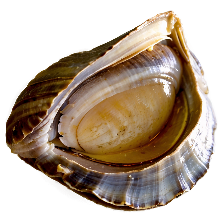 Fresh Clam Png Vtc20 PNG image