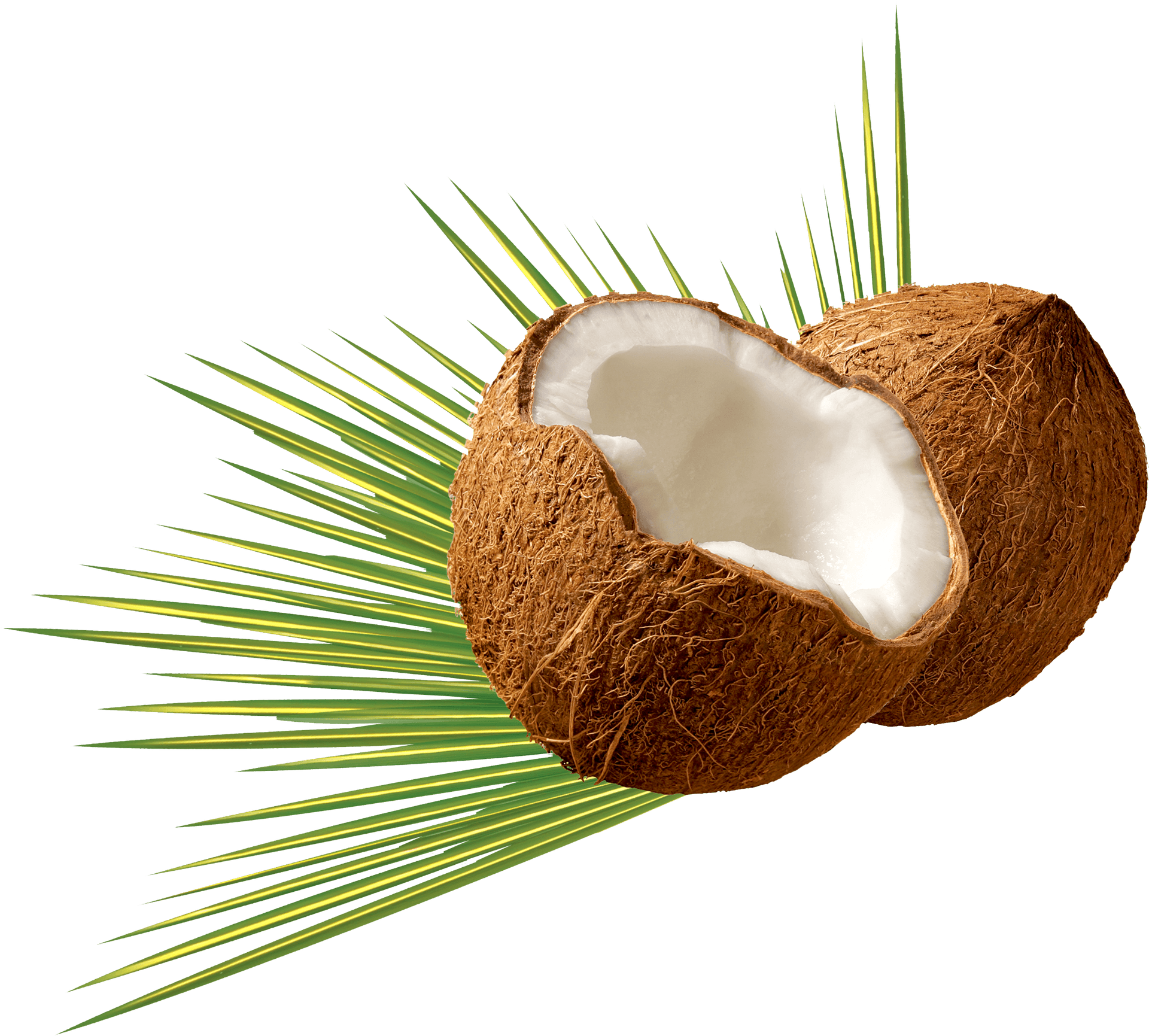 Fresh Coconut Halfwith Green Leaves PNG image