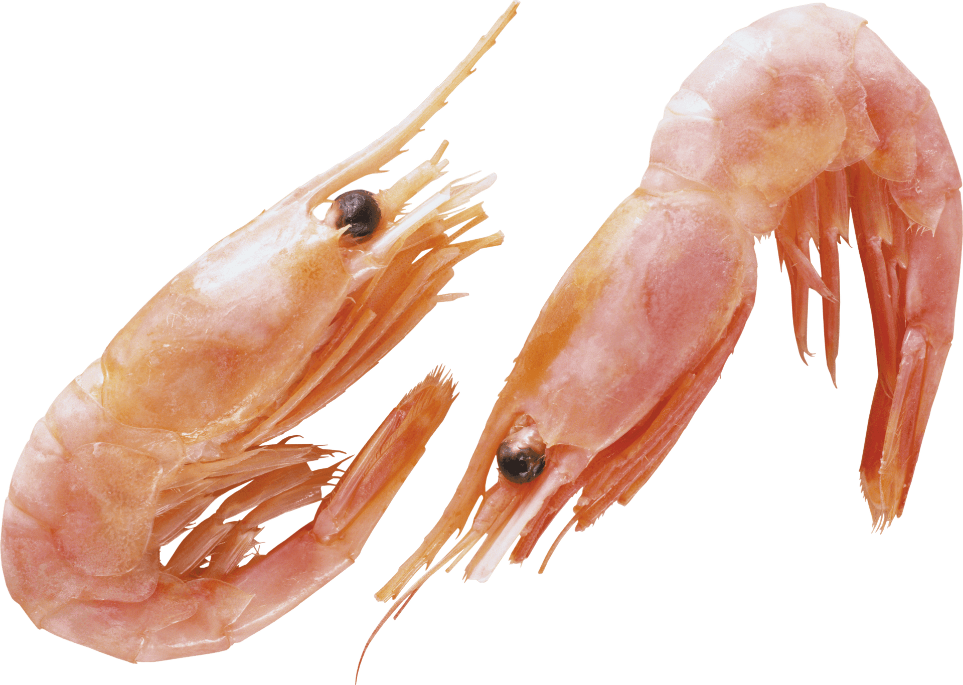 Fresh Cooked Shrimp Transparent Background PNG image