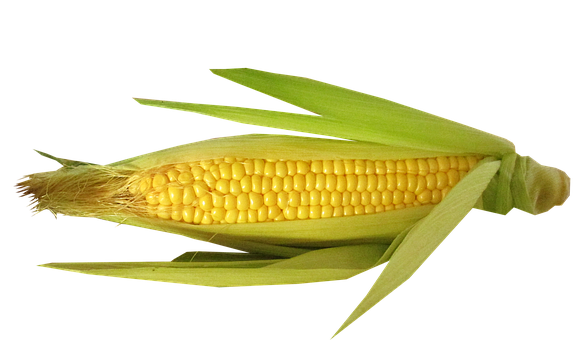 Fresh Corn Cobon Black Background PNG image