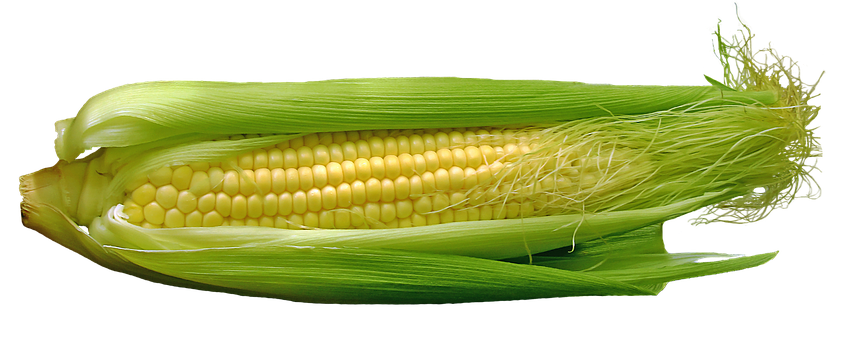 Fresh Corn Cobon Black Background PNG image