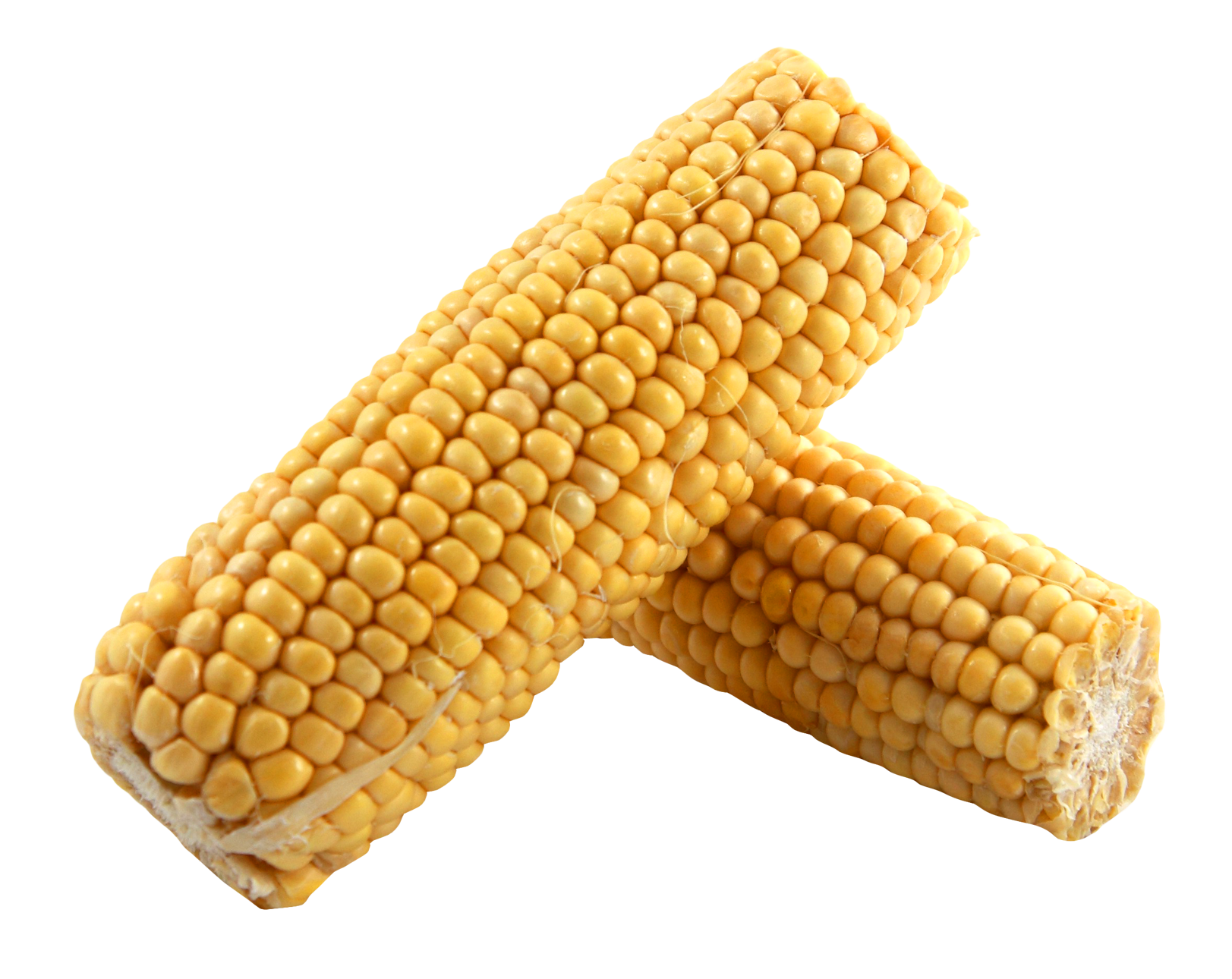 Fresh Corn Cobs Crossed PNG image