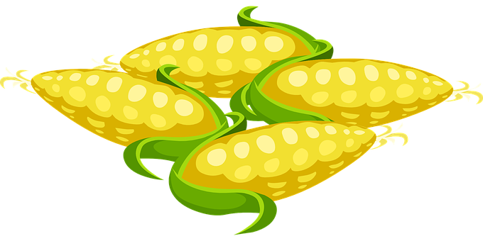 Fresh Corn Cobs Illustration PNG image