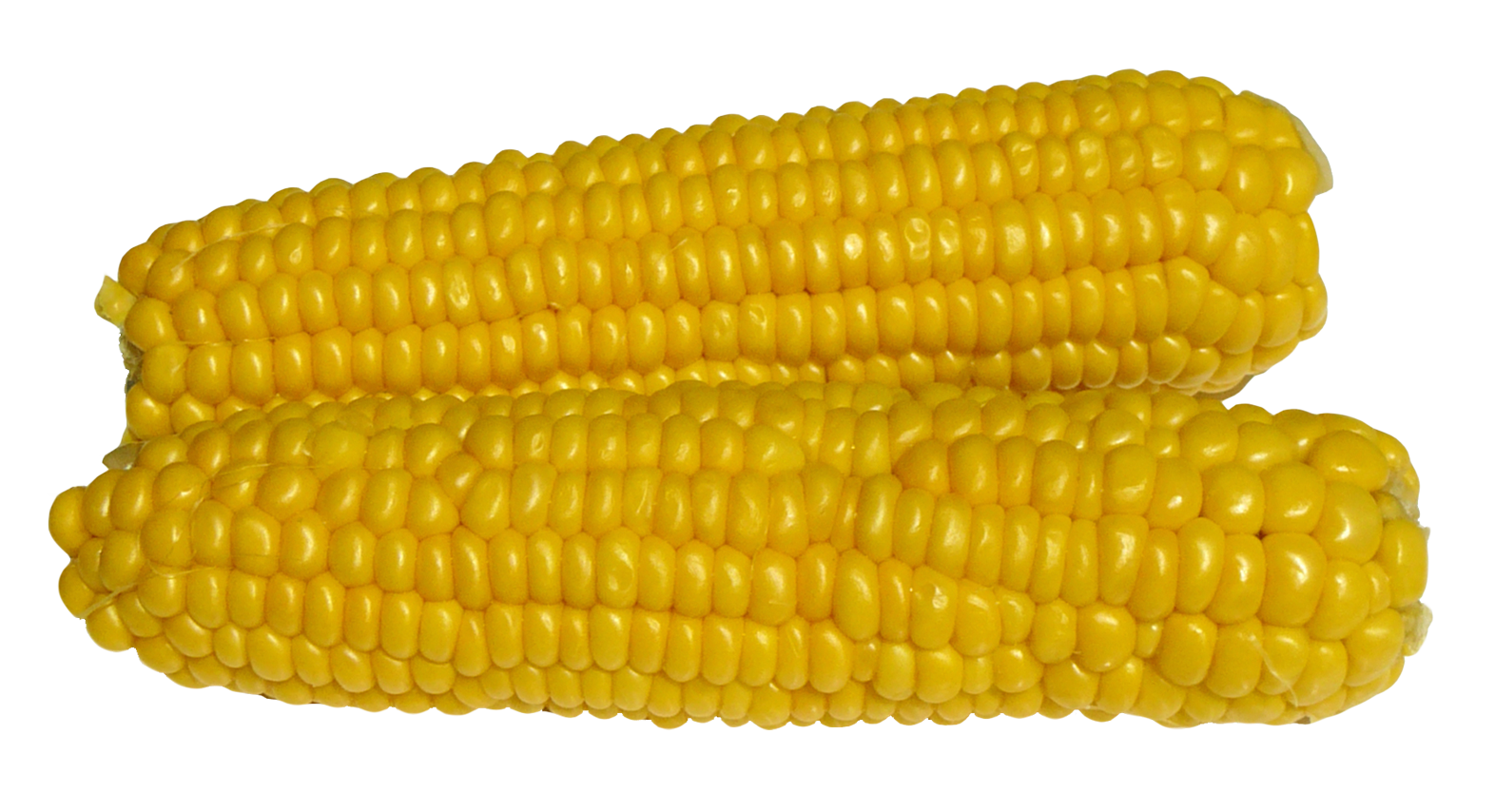 Fresh Corn Cobs Isolated PNG image