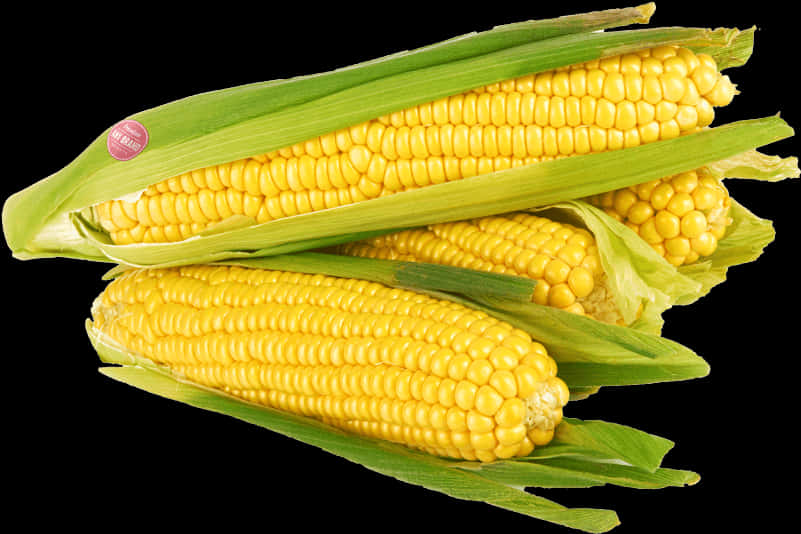 Fresh Corn Cobswith Husks PNG image