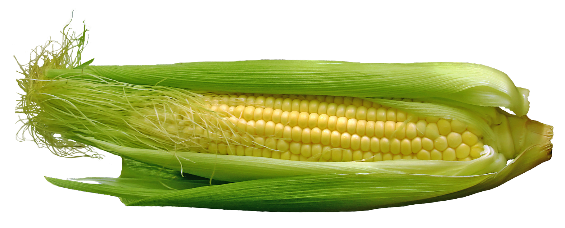 Fresh Corn Cobwith Husk.png PNG image