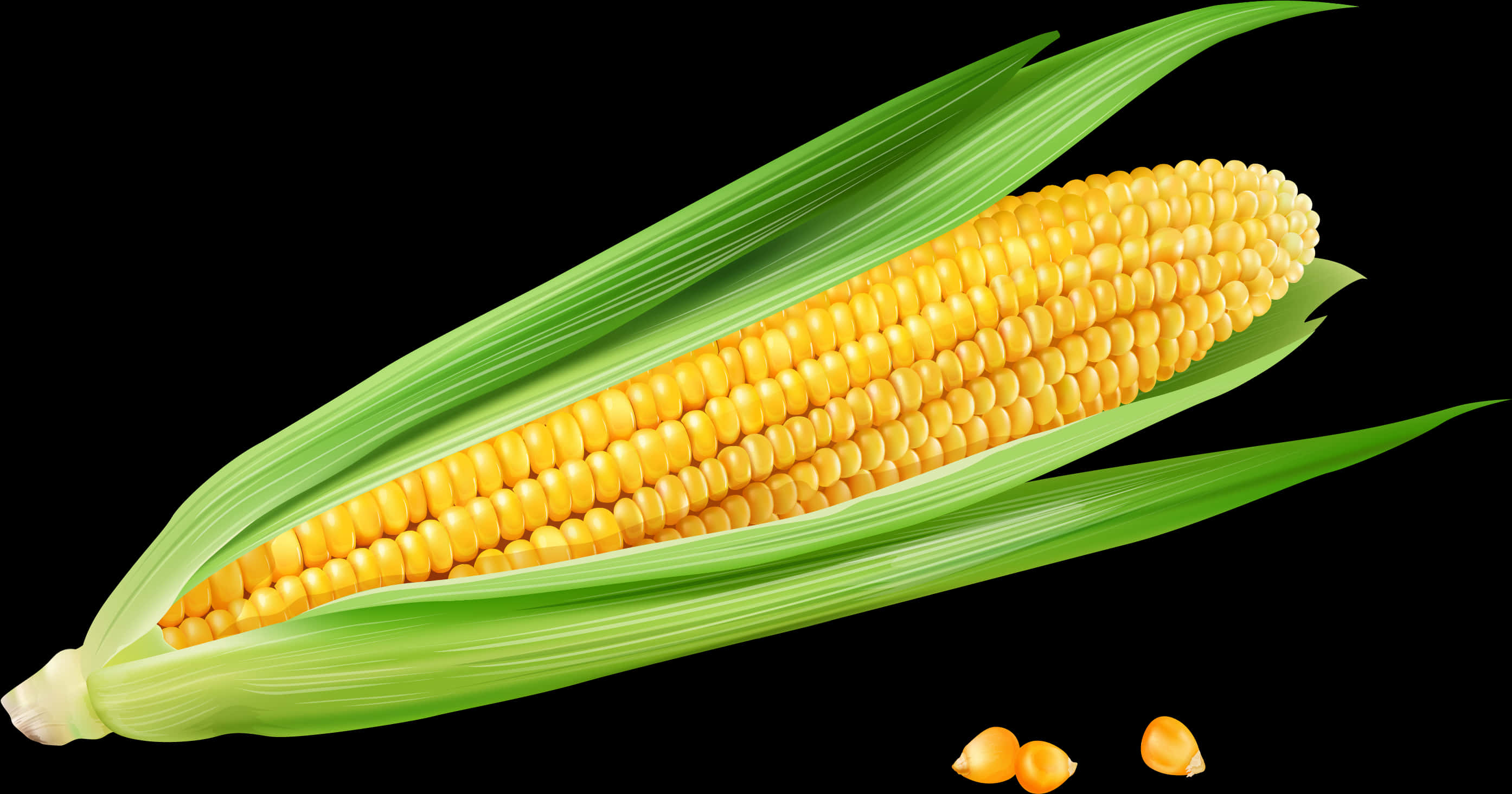 Fresh Corn Cobwith Husk PNG image