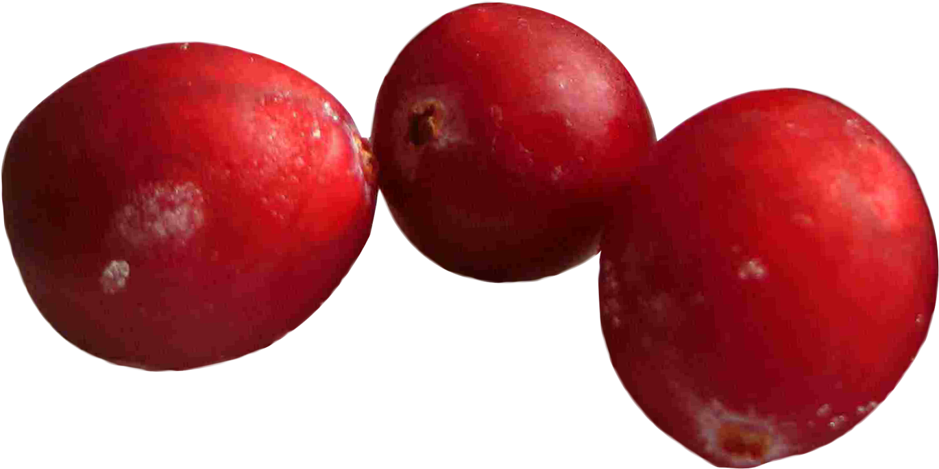 Fresh Cranberries Closeup.png PNG image