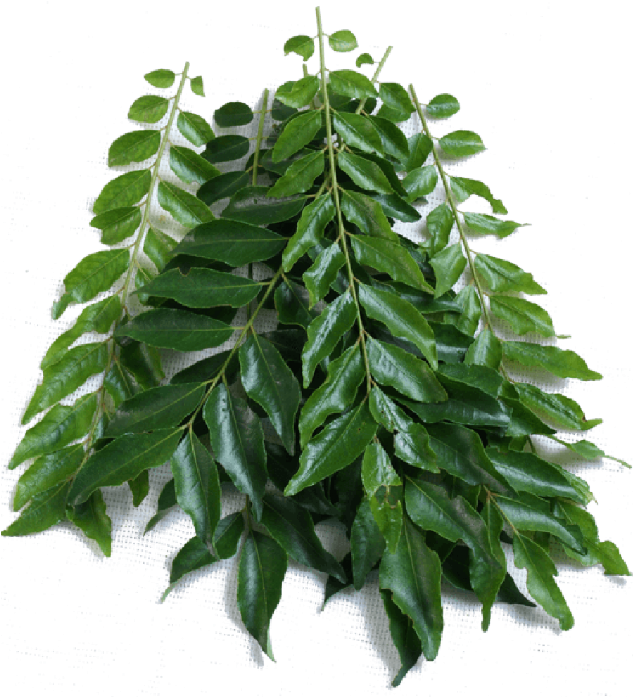 Fresh Curry Leaves Branch PNG image