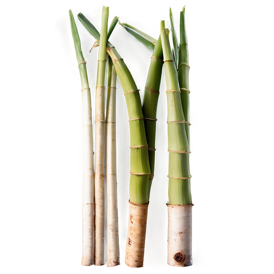 Fresh Cut Sugarcane Selection Png 06262024 PNG image