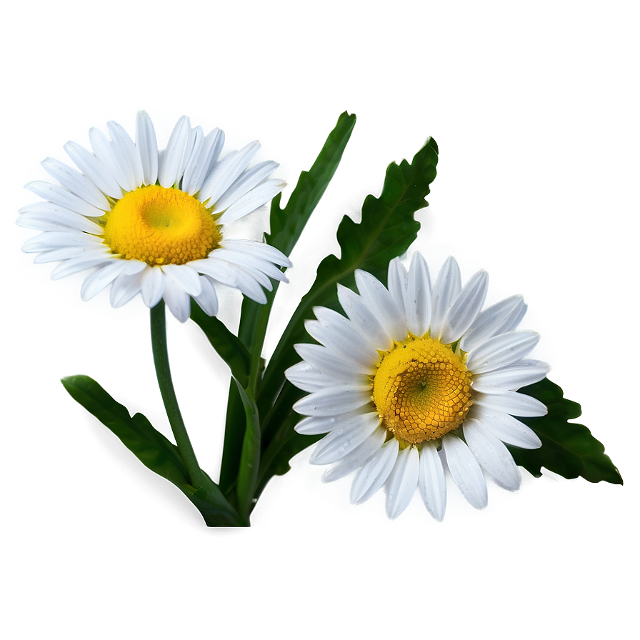 Fresh Daisy Png 05212024 PNG image