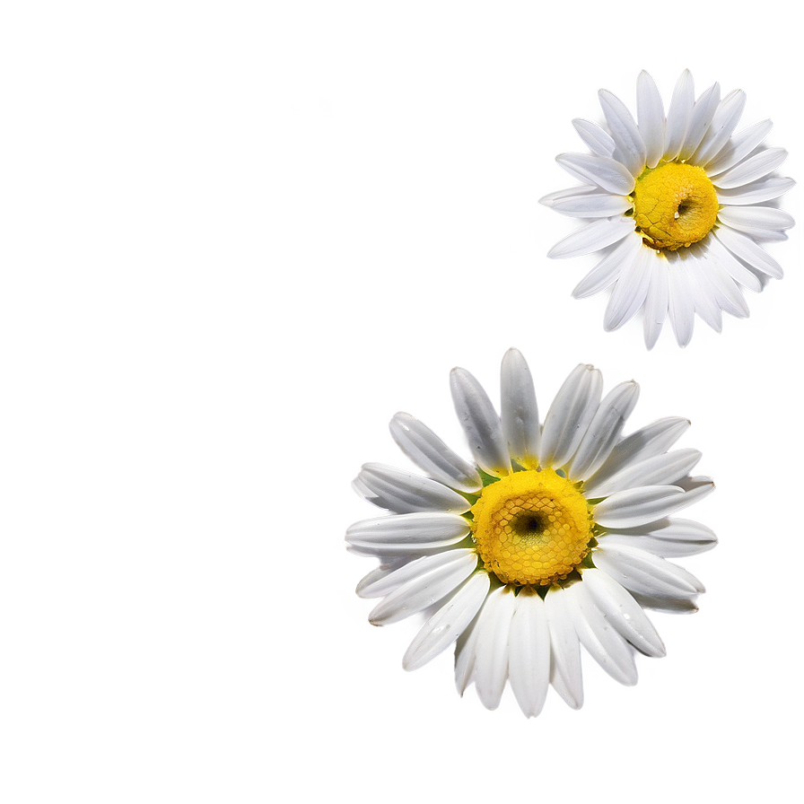 Fresh Daisy Png 45 PNG image