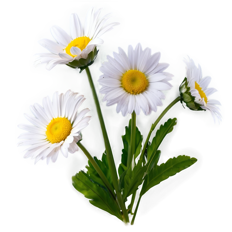 Fresh Daisy Png Xbp4 PNG image