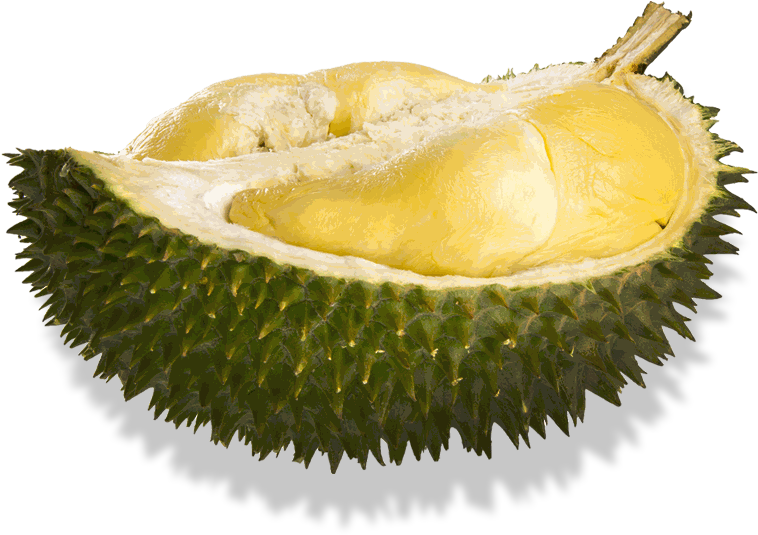 Fresh Durian Fruit Half Cut PNG image