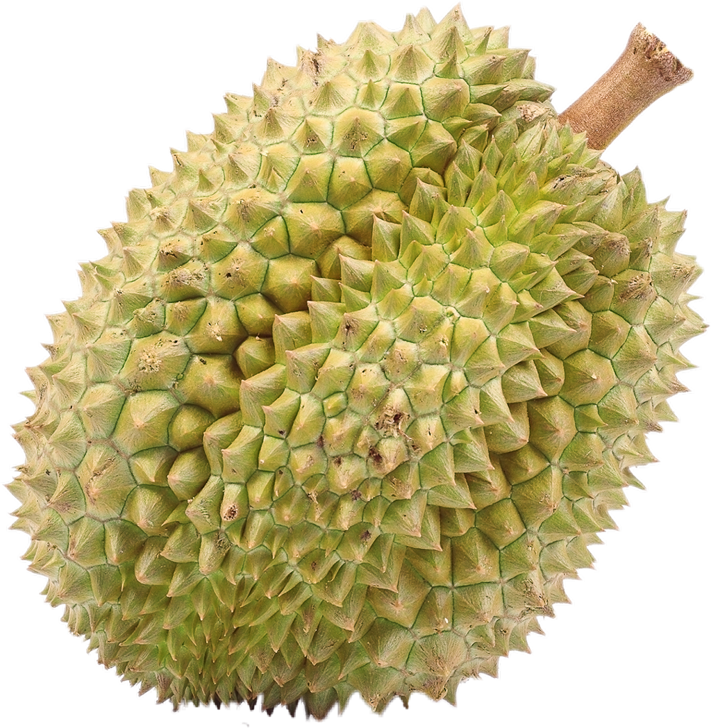 Fresh Durian Fruit Isolated PNG image