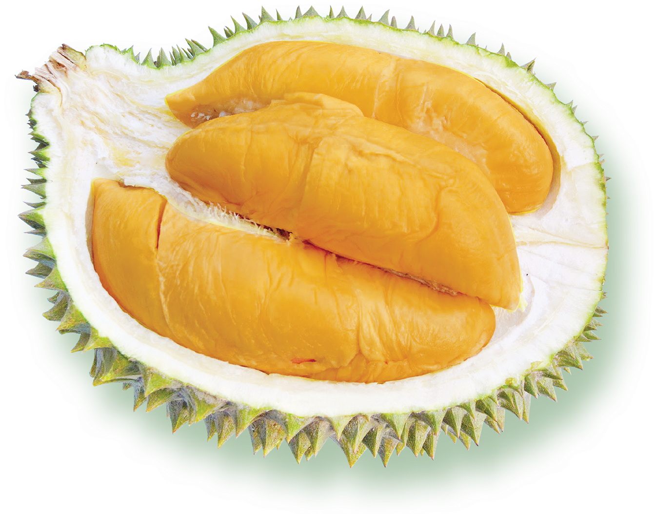 Fresh Durian Fruit Segment PNG image