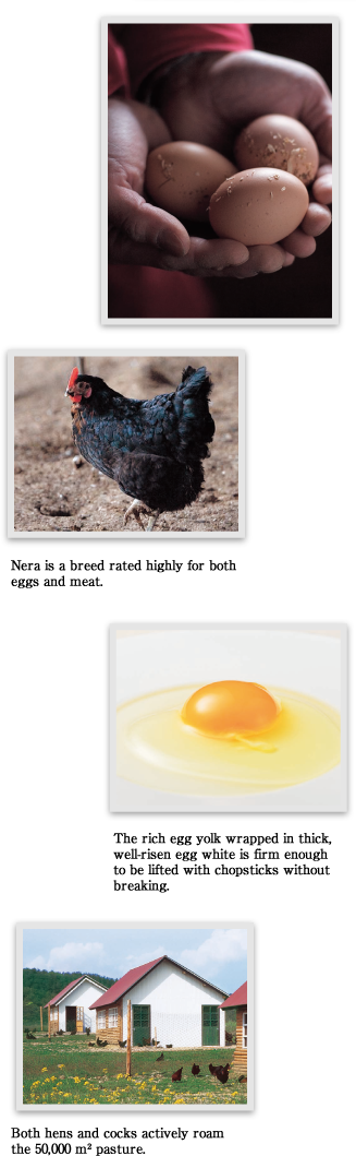 Fresh Eggsand Hen Collection PNG image