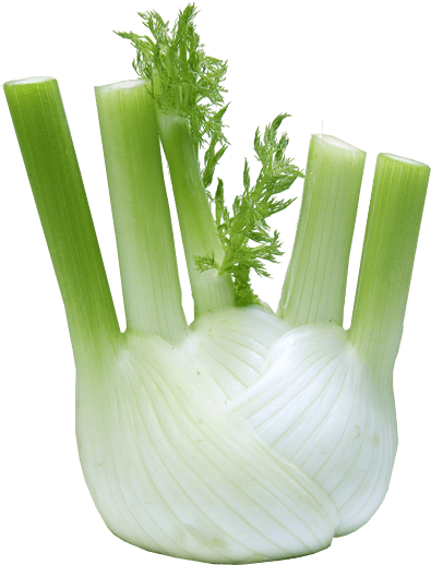 Fresh Fennel Bulband Stalks.png PNG image