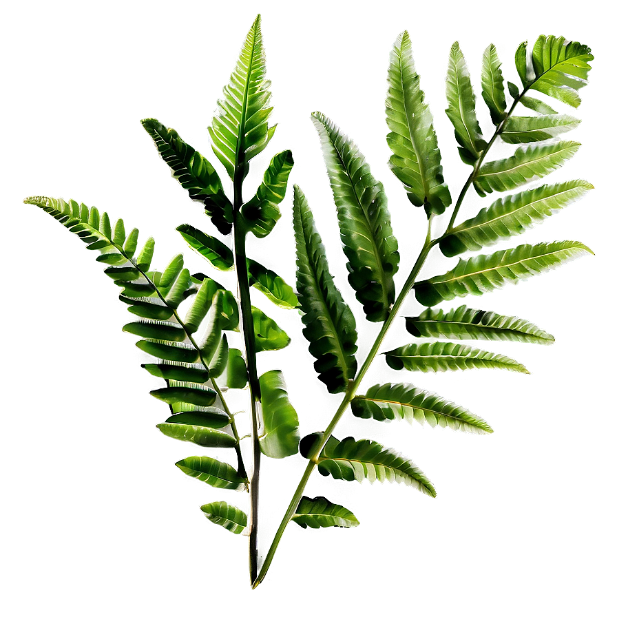 Fresh Fern Leaf Texture Png Xba PNG image