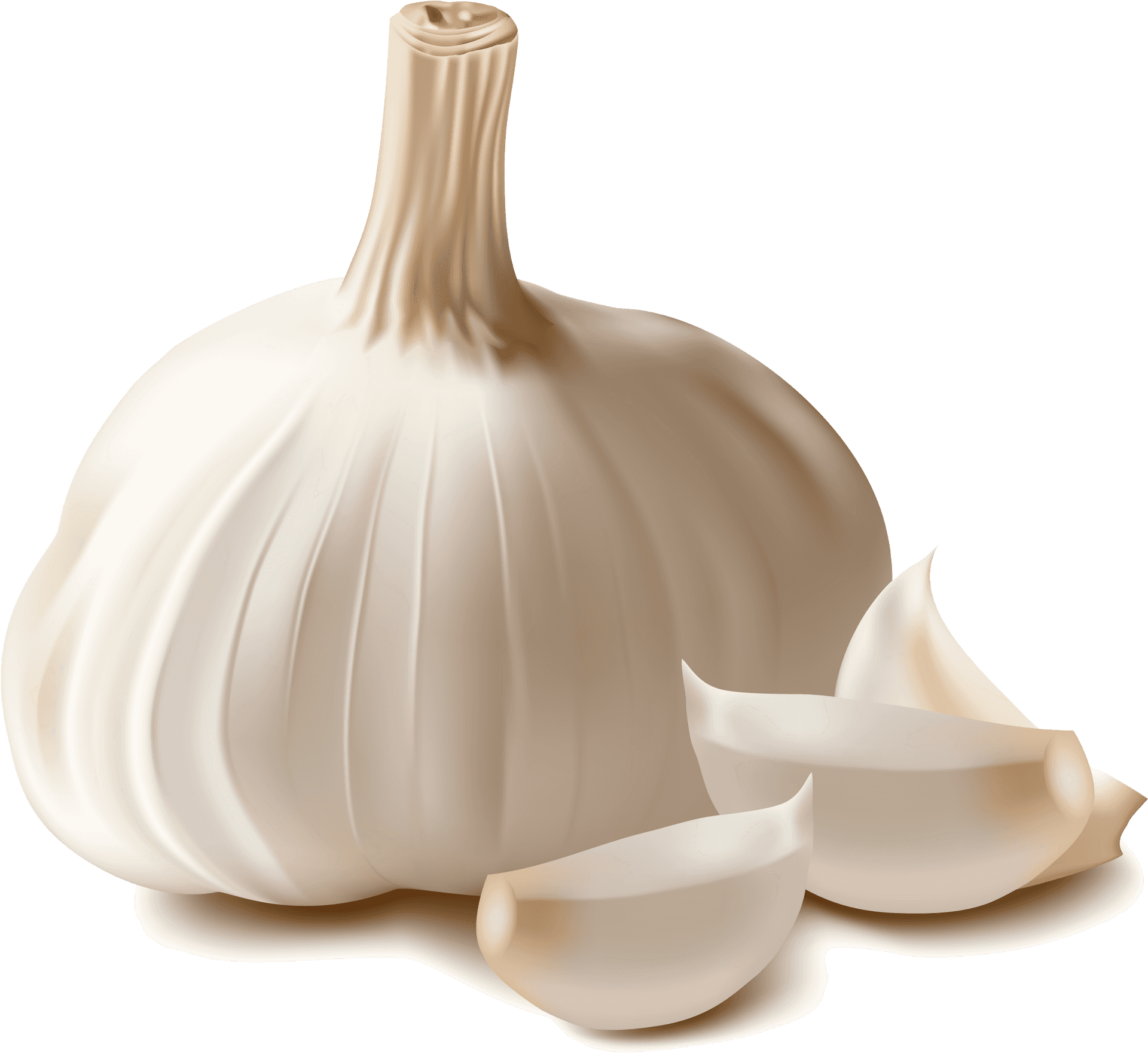Fresh Garlic Bulband Cloves PNG image