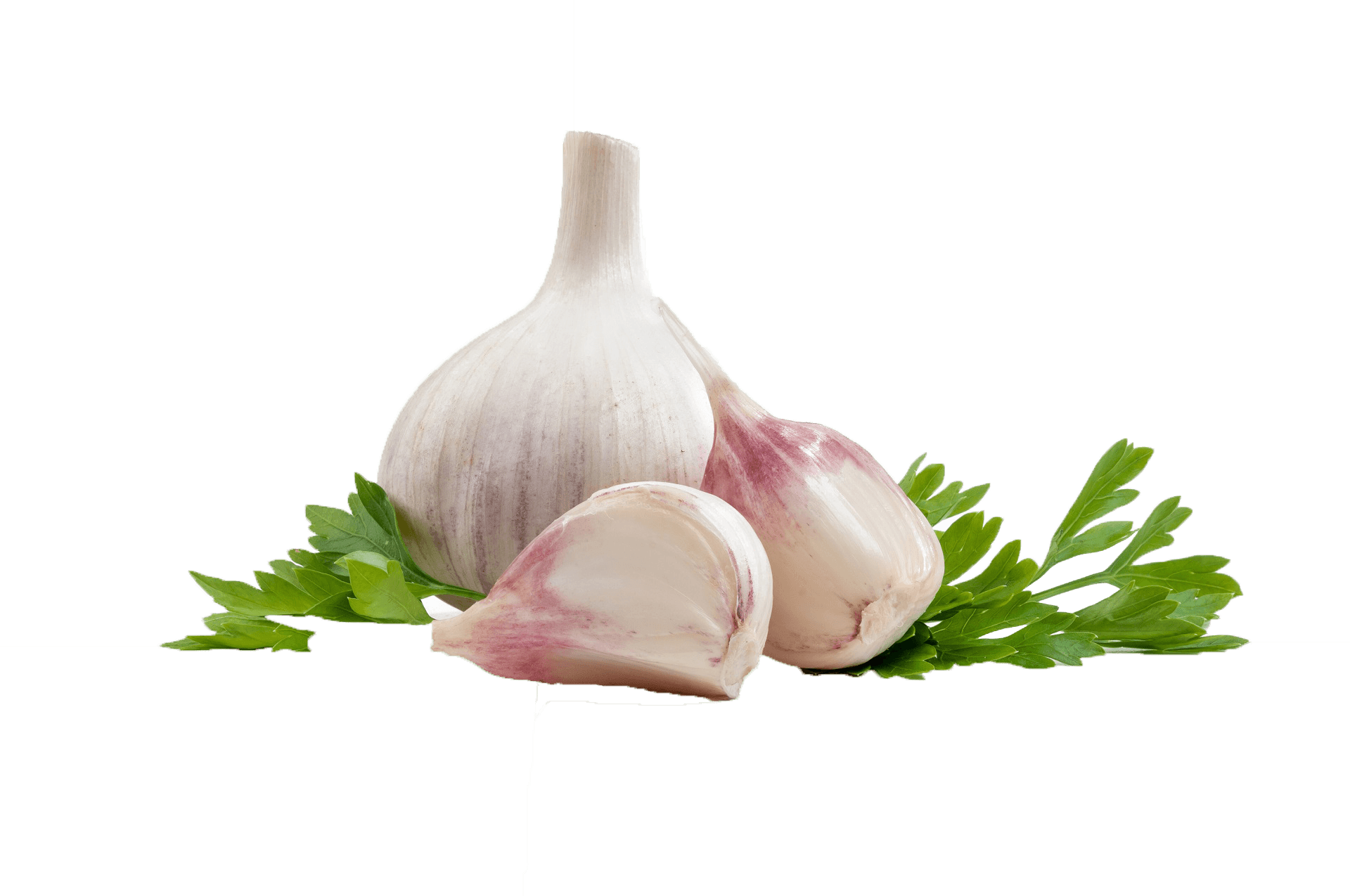 Fresh Garlic Bulband Cloves PNG image