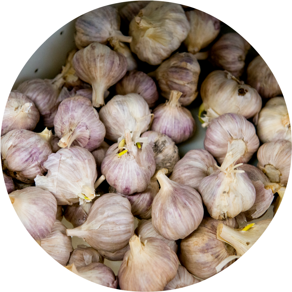 Fresh Garlic Bulbs Top View PNG image
