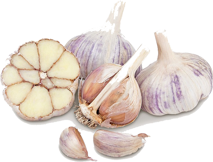 Fresh Garlic Bulbsand Cloves PNG image