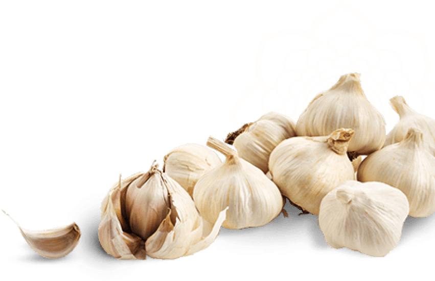 Fresh Garlic Bulbsand Cloves PNG image